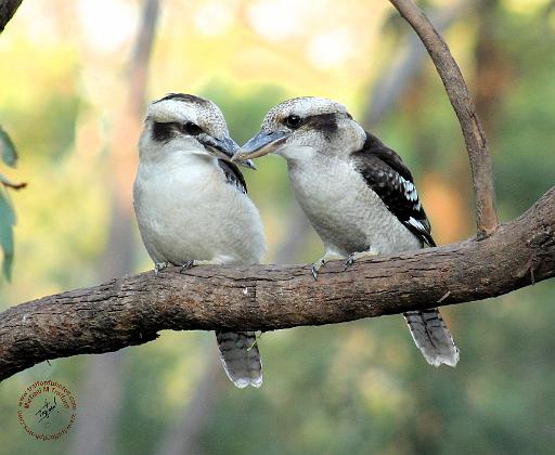 Kookaburra 9Y179D-037.JPG